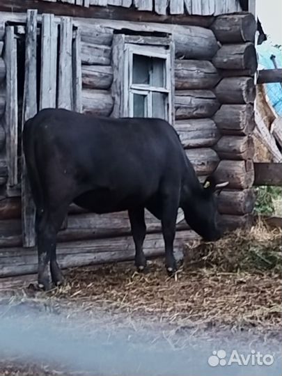 Телки стельные