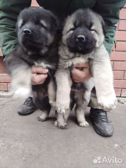 Кавказская овчарка