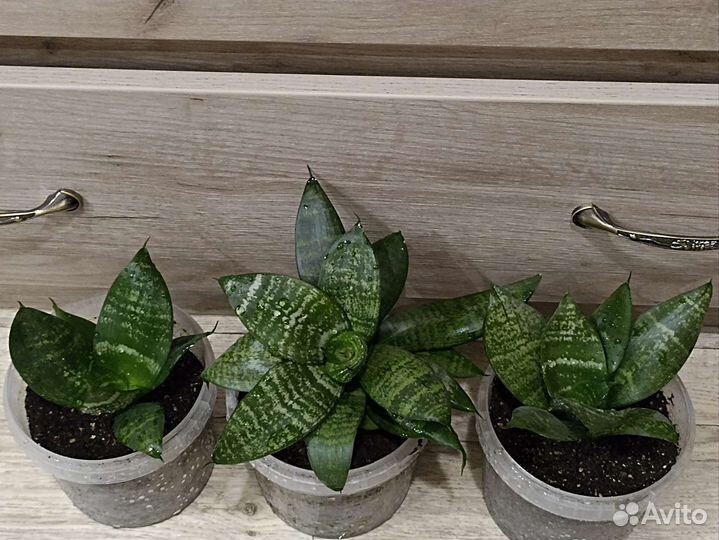 Сансевиерия ханни