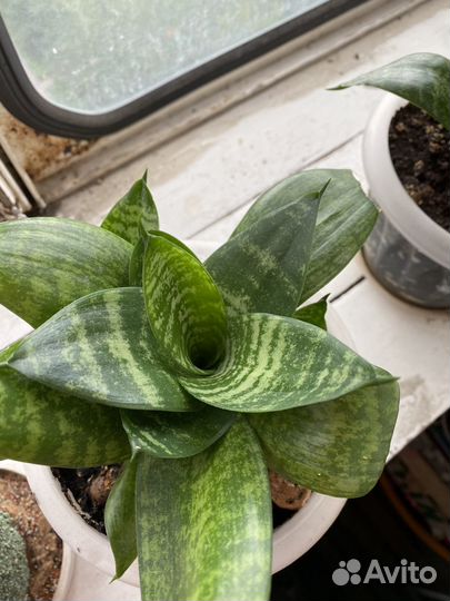 Сансевиерия ханни зебра