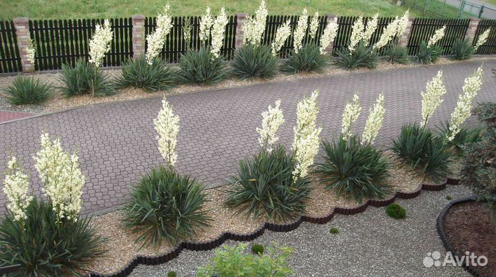 Юкка нитчатая уличная