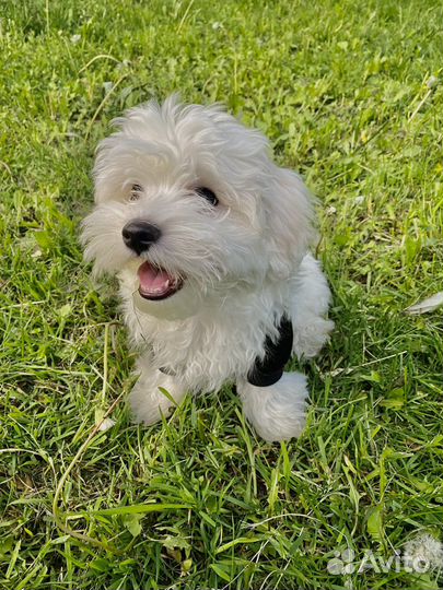 Щенок мальтийской болонки