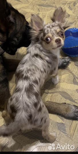 Чихуахуа девочка