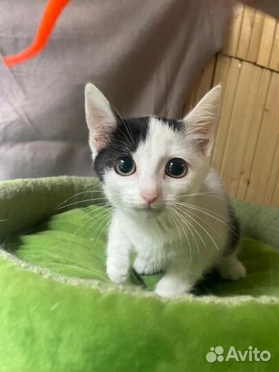 Котёнок девочка ищет дом