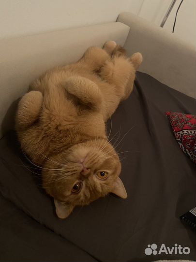 Кошечка британка