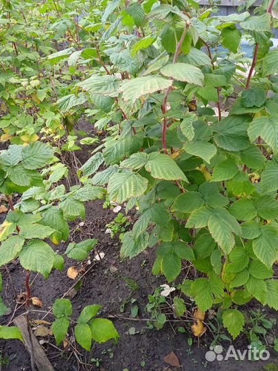 Малина, крыжовник, абрикос, смородина золотистая