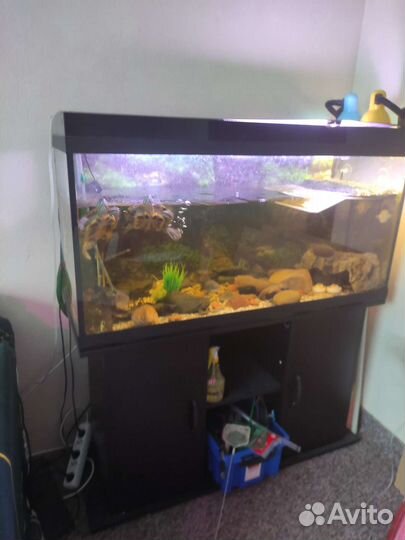 Аквариум 200 литров с красноухими черепахами
