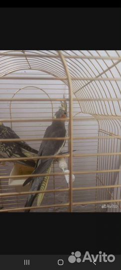 Попугай корелла птенц