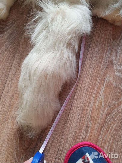 Шкура полярной лисы