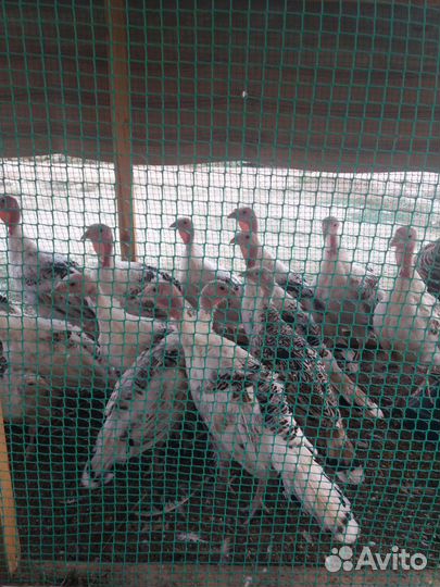 Индюк с 4 месяца и выше