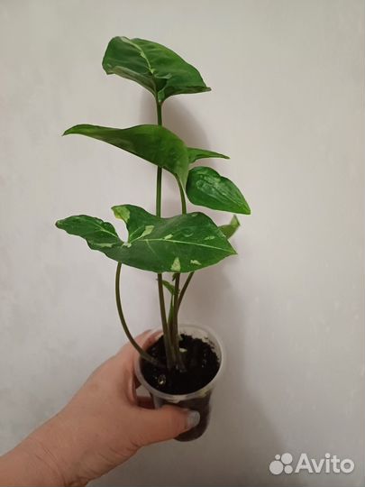 Сингониум панда