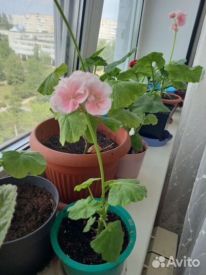 Герань пеларгония бледно-розовая