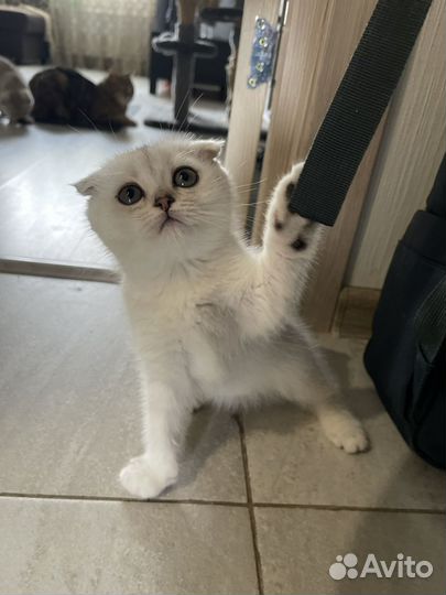 Шотладские котята