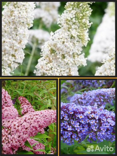 Рассада Буддлея Давида, пампасная трава