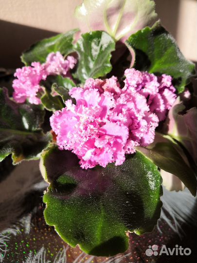 Комнатные цветы