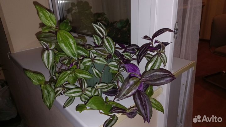 Традесканция