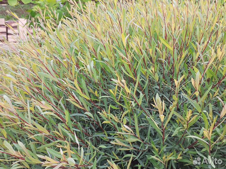 Ива пурпурная Нана