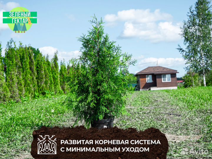 Туи брабант 1,4 м свежая копка 2023