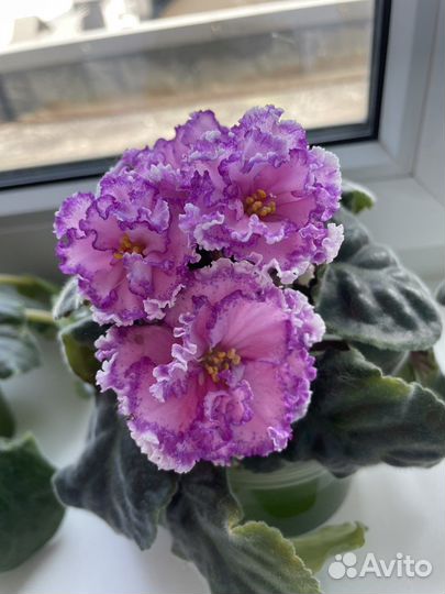 Сортовые фиалки