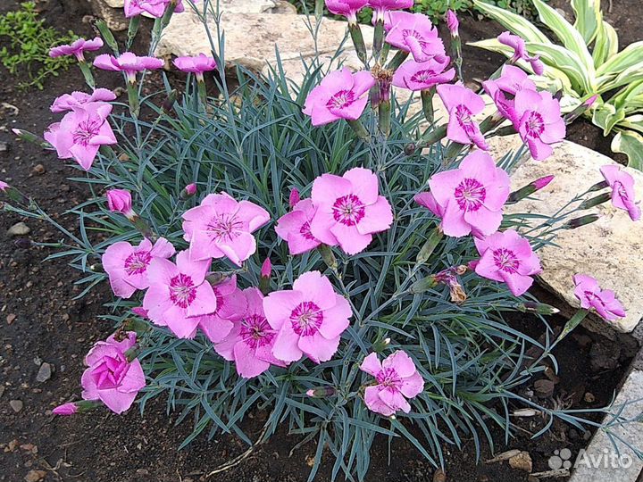 Чистец, борвинок, гвоздики, очитки, каменная роза