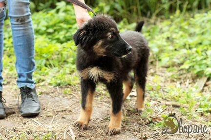 Щеночек Гамлет ищет дом