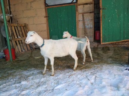 Нубийские козлята, козочки ламанча