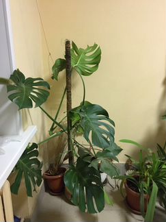 Монстера большая с новыми листьями