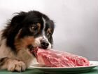 Еда - корм для собак