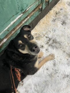 Собака из приюта