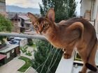 Абиссинская кошка. вязка