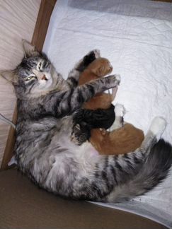 Котёнок в дар