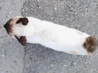 Тайская кошка