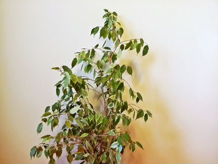 Фикус Бенжамина Кинки. 2004г. 100см