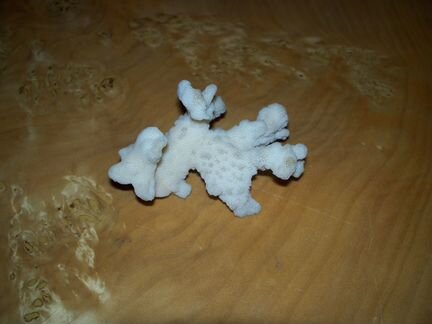 Коралл с архипелаг Чагос индийский океан