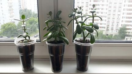 Крассула овата(толстянка,денежное дерево)