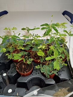 Мимоза стыдливая д6