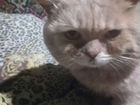 Котик - манкчина, фенотип объявление продам