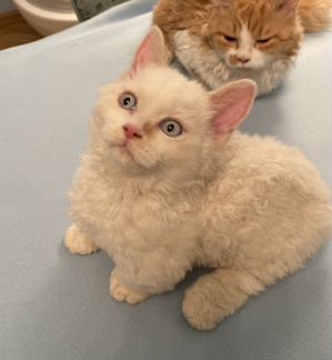 Ламбкин с голубыми глазками
