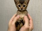 Продается абиссинский котенок объявление продам