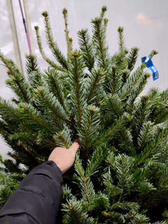 Продам пихту норманда