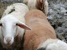 Овцы бараны 8 месяцев объявление продам
