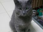 Русская голубая, котик Грант, 4 года