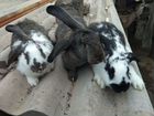 Кролики на завод объявление продам