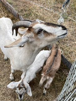 Альпийская коза с козлятами - фотография № 2