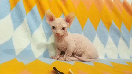 Бамбино малыши