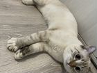 Сибирский кот объявление продам