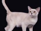 Бурманский лиловый котик