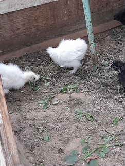 Цыплята,Инкубационное яйцо - фотография № 2