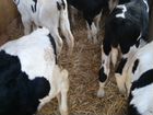 Продаём бычков и телочек мясных и молочных пород