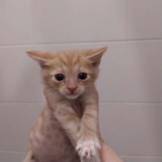 Арахис 1.5 месяца